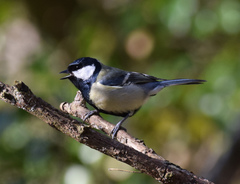 Parus major newtoni