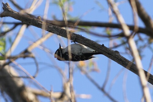 iNaturalist observation photo of Downy Woodpecker
