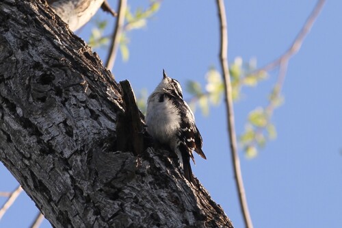iNaturalist observation photo of Downy Woodpecker