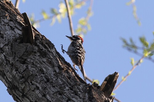 iNaturalist observation photo of Nuttall's Woodpecker