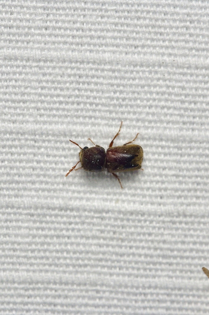 Four-toothed Texas Bostrichid