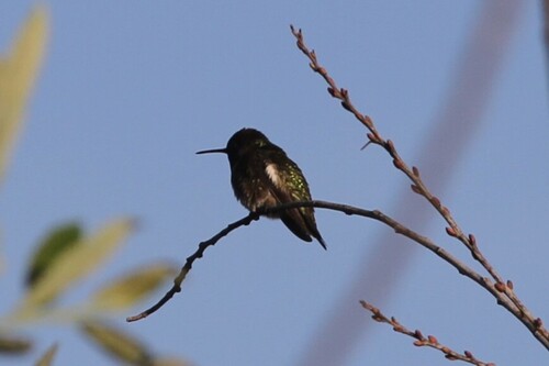 iNaturalist observation photo of Anna's Hummingbird