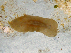 Maricola