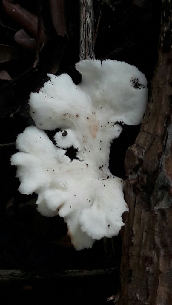 Favolus brasiliensis · January 2020 · photo: © douglas-u-oliveira (iNaturalist, cc-by)