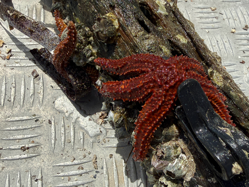 Bare Sea Star