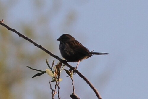 iNaturalist observation photo of Song Sparrow