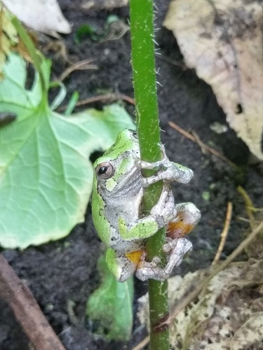 Cope's Gray Tree Frog photographed in Nebraska