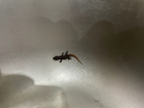 West African House Gecko