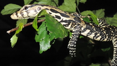 Varanus salvator
