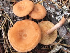 Lactarius rimosellus