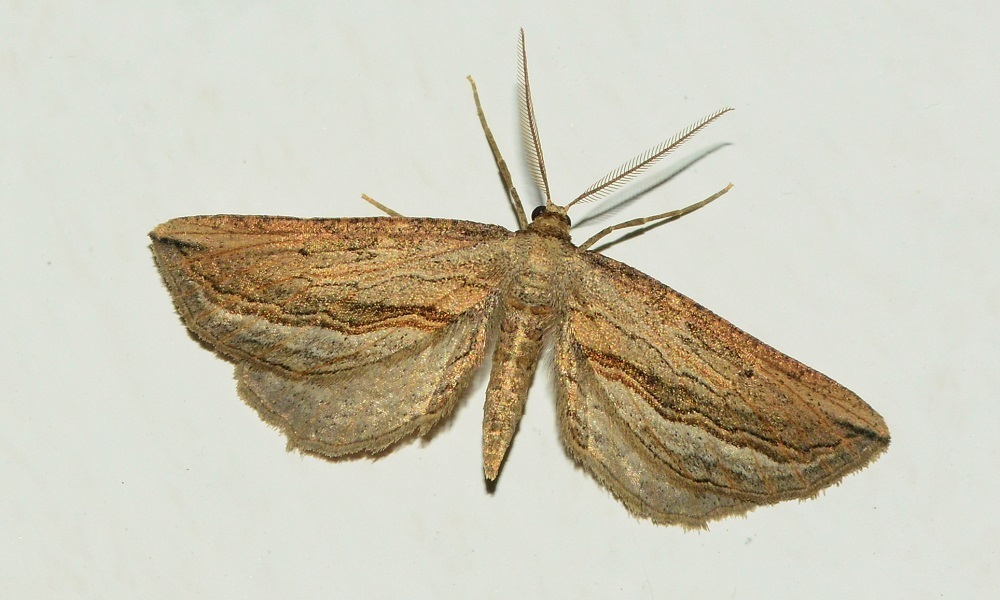 Hebdomophruda crenilinea