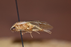 Eremoblatta subdiaphana