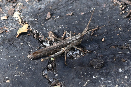 Slender Range Grasshopper