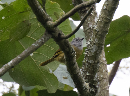 Kikuyu Mountain Greenbul (Arizelocichla kikuyuensis), photo 9