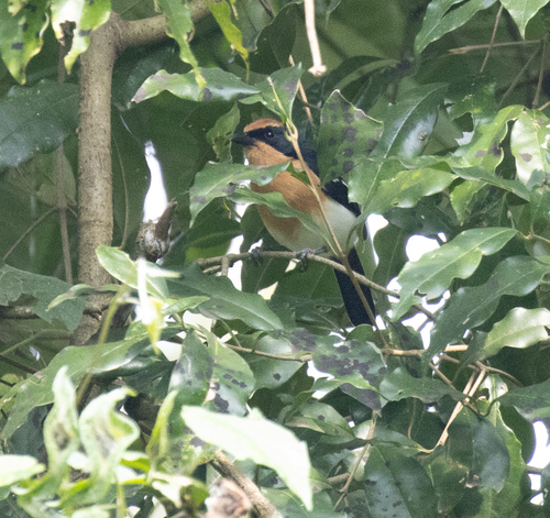 Lühder's Bushshrike (Laniarius luehderi), photo 7