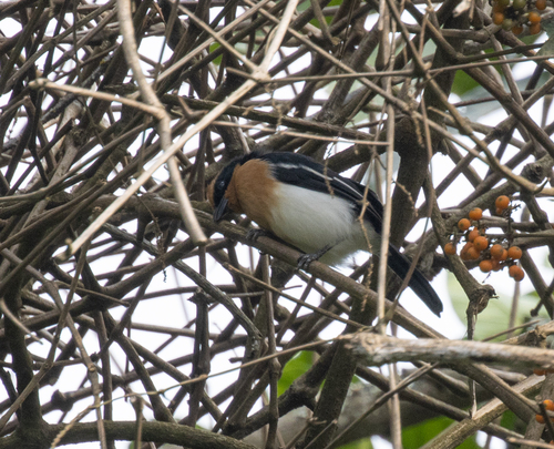 Lühder's Bushshrike (Laniarius luehderi), photo 10