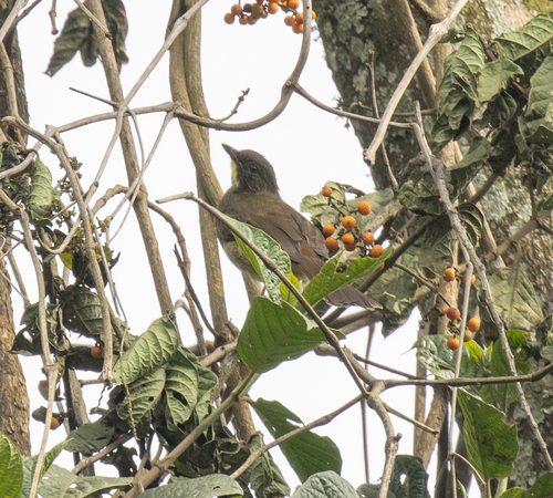 Yellow-whiskered Greenbul (Eurillas latirostris), photo 2