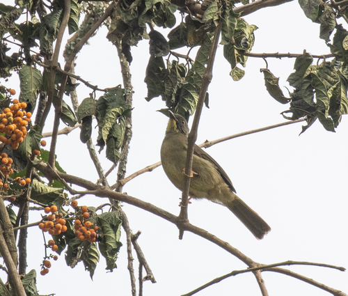 Yellow-whiskered Greenbul (Eurillas latirostris)