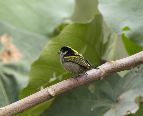 Western Tinkerbird (Pogoniulus coryphaea), photo 9