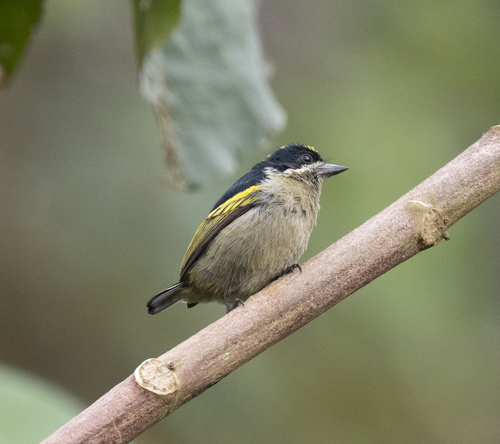 Western Tinkerbird (Pogoniulus coryphaea)