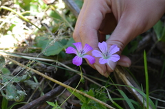 Geranium rectum