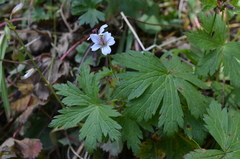 Geranium albiflorum