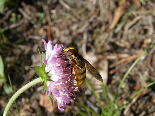 Volucella inanis