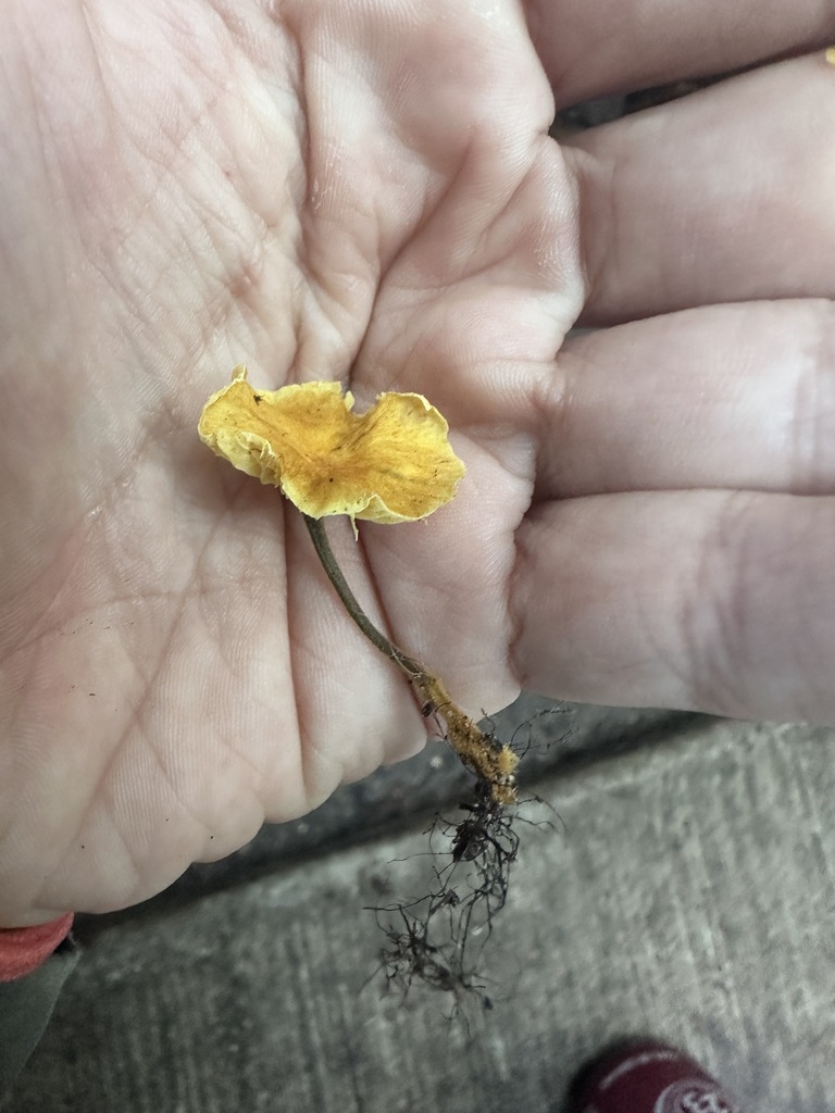 Xeromphalina cauticinalis · December 2025 · photo: © katrinamccollough (iNaturalist, cc0)