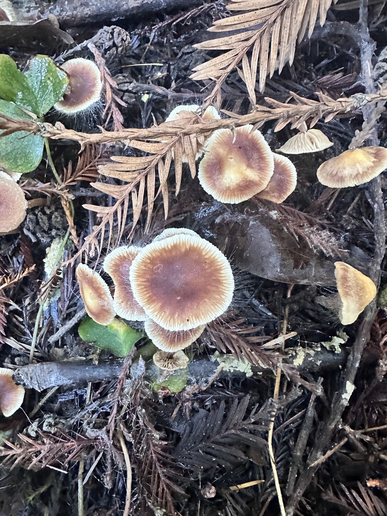 Gymnopus brassicolens · December 2025 · photo: © katrinamccollough (iNaturalist, cc0)