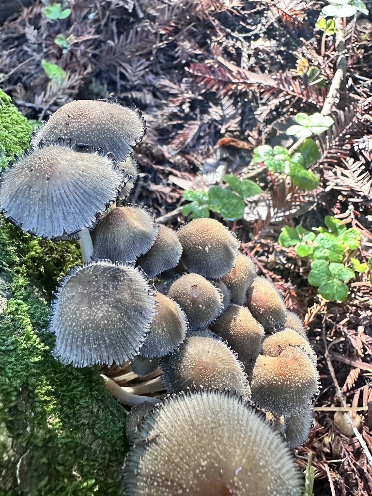 Coprinellus micaceus · December 2025 · photo: © katrinamccollough (iNaturalist, cc0)