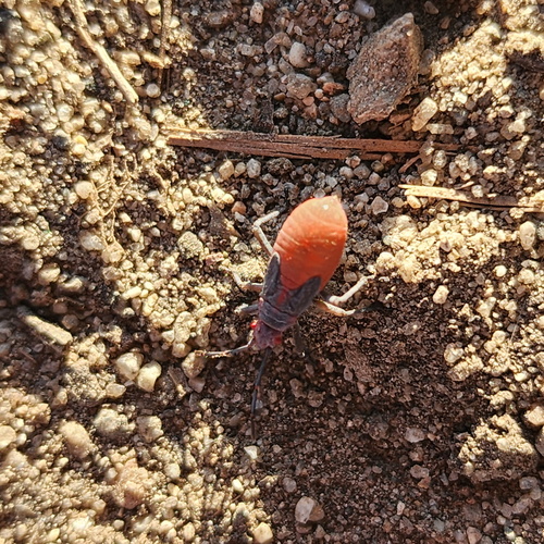 iNaturalist observation photo of Red-shouldered Bug