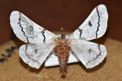 Hemileuca neumoegeni