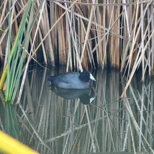 iNaturalist observation photo of American Coot