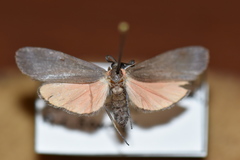 Lycomorpha splendens