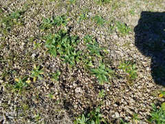 Plagiobothrys arizonicus