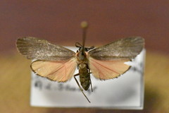 Lycomorpha splendens