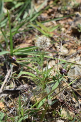 Porophyllum linaria