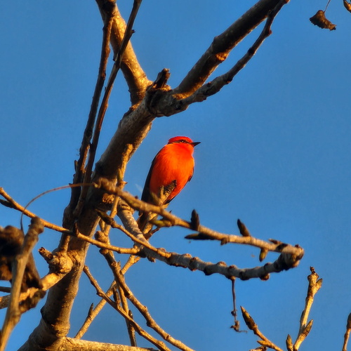 iNaturalist observation photo of Vermilion Flycatcher
