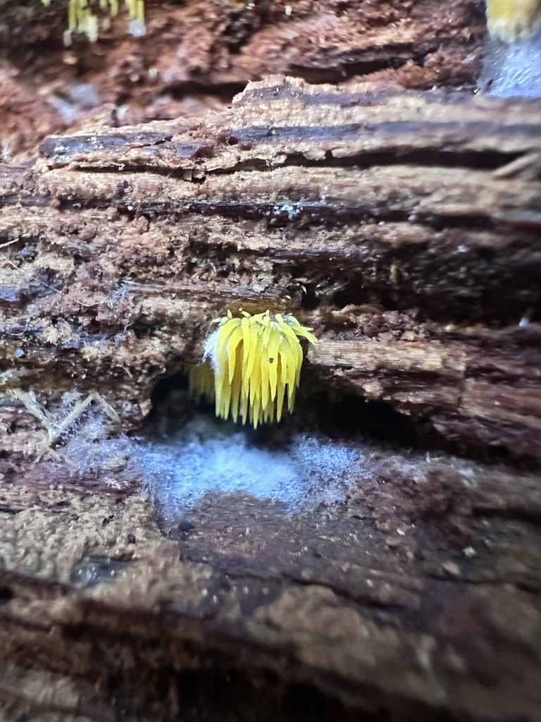 Mucronella flava · December 2025 · photo: © katrinamccollough (iNaturalist, cc0)