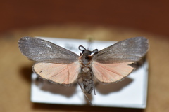 Lycomorpha splendens