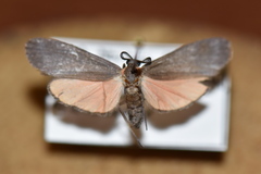 Lycomorpha splendens