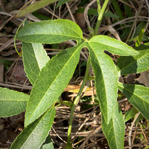 Passiflora 'Incense' (Passiflora incarnata)