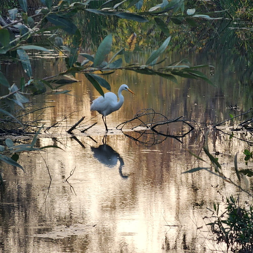 iNaturalist observation photo of Great Egret