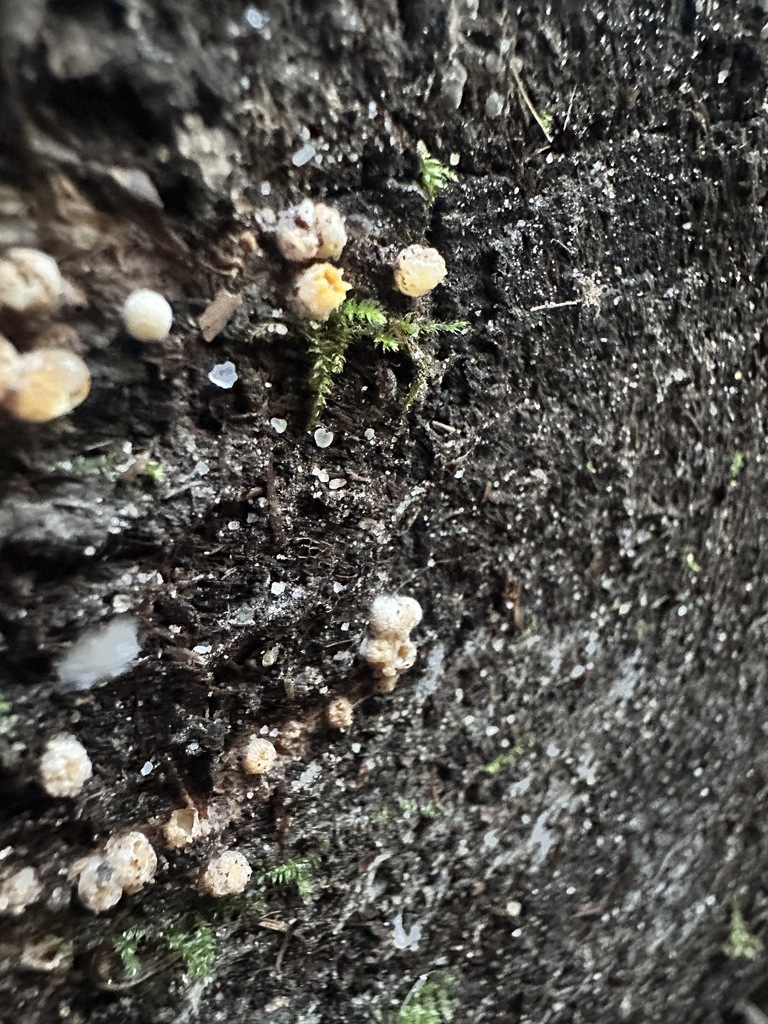 Sphaerobolus stellatus · December 2025 · photo: © katrinamccollough (iNaturalist, cc0)