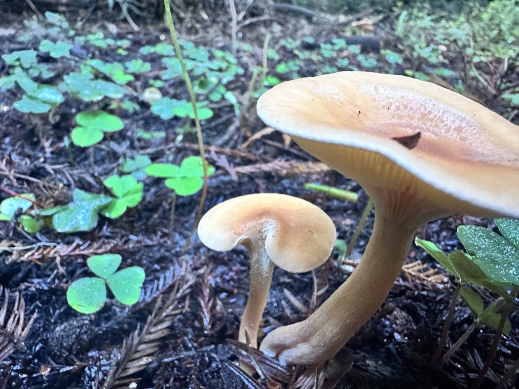 Paralepista flaccida · December 2025 · photo: © katrinamccollough (iNaturalist, cc0)