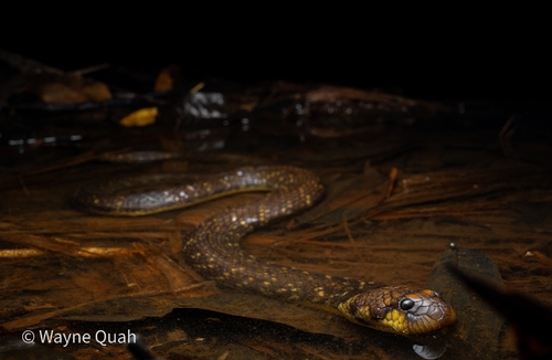 Blackwater Mud Snake