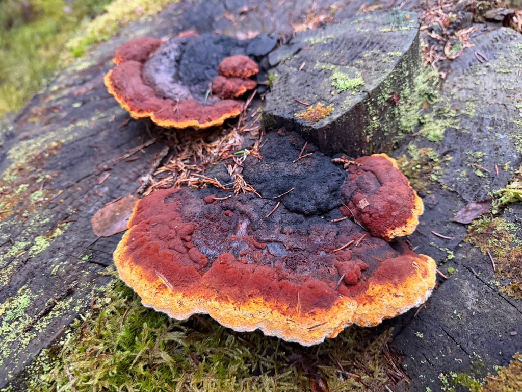 Osmoporus odoratus · December 2025 · photo: © t-mu (iNaturalist, cc-by)