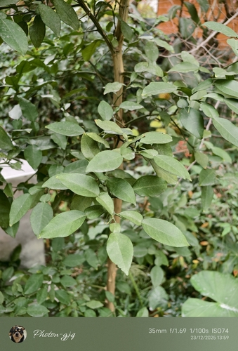 Citrus reticulata iNat (1)