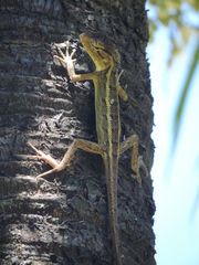 Calotes versicolor