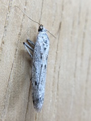 Homoeosoma impressalis